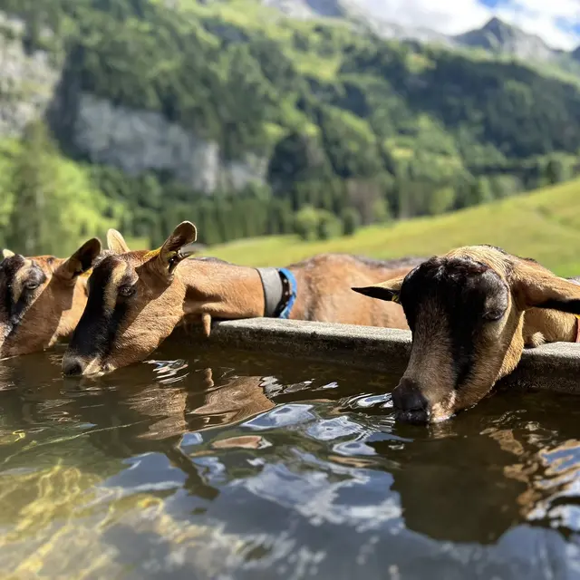 Visite à la ferme de Sommier d'Aval Les Cabrettes_Le Reposoir