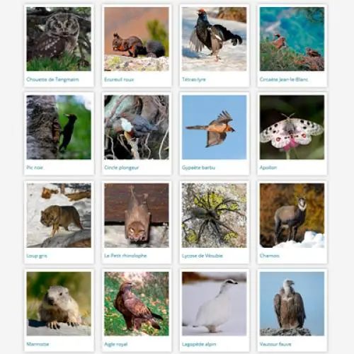 Atelier photos animalières_Isola