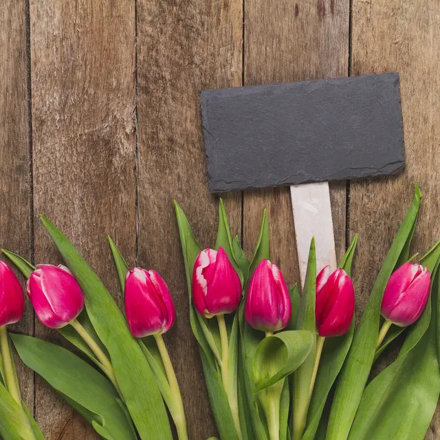 Des tulipes pour les enfants_Crêts en Belledonne