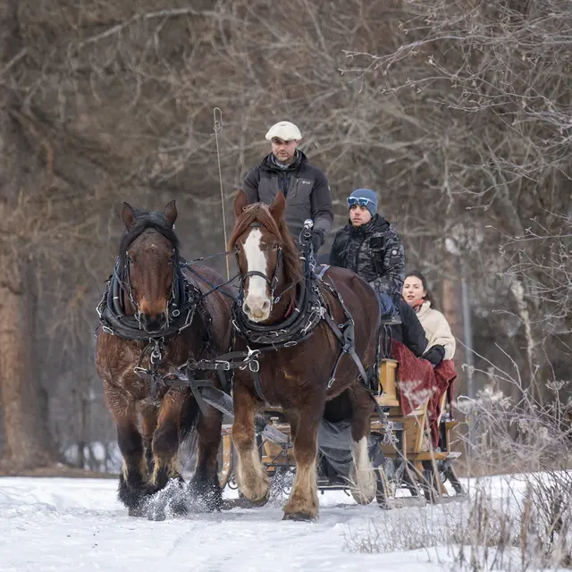 Provence Equiservices - Traîneau équin à Saint-Paul-sur-Ubaye