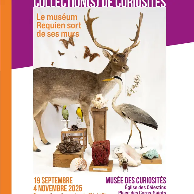 Collection(s) de curiosités – le muséum Requien sort de ses murs_Avignon