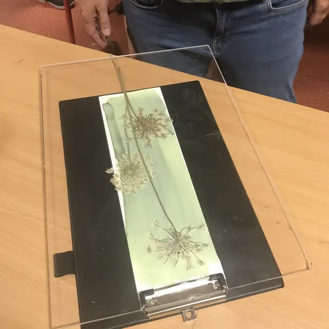 C'est l'été à Salagon : Atelier Herbier photos_Mane