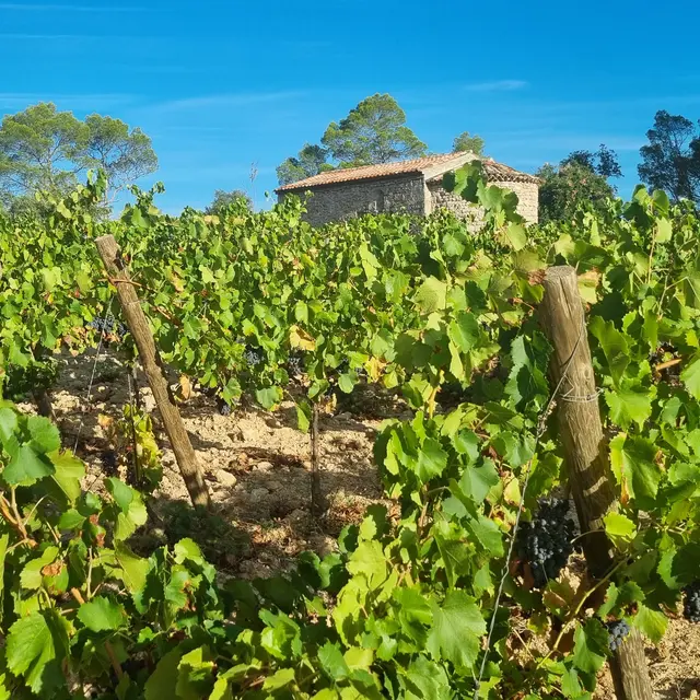 Domaine du Grand Saint Paul_Carcès