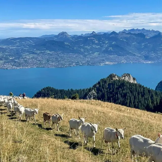 Destination l’atypique alpage de Neuvaz_Novel