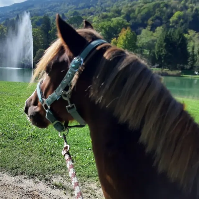 Balade à Poney autour du Lac de la Mirande_Allevard