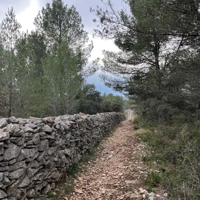 Cartonivo: Randonnée Le Mur de la peste_Cabrières-d'Avignon