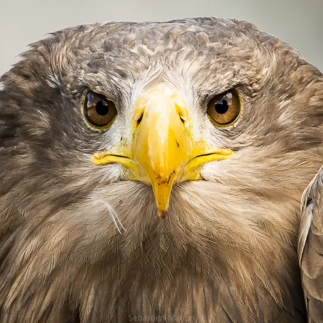 Explorez le monde fascinant des animaux rapaces_Saint-Gervais-sous-Meymont