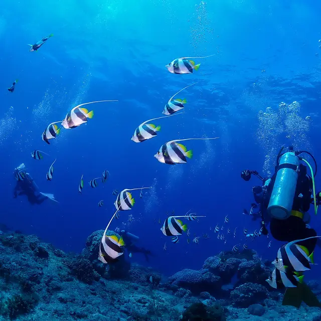 Plongée sous-marine