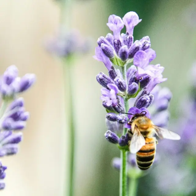 Intervention pédagogique de la Miellerie de l’Oratoire_Bandol