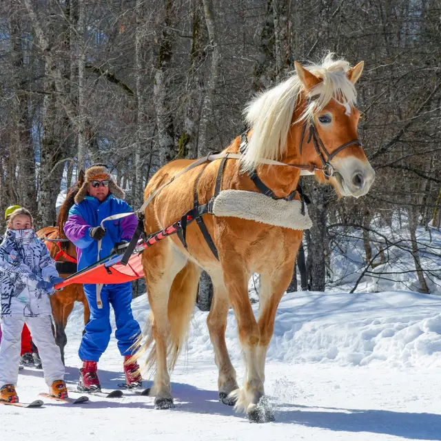 Ski Joering à Flumet