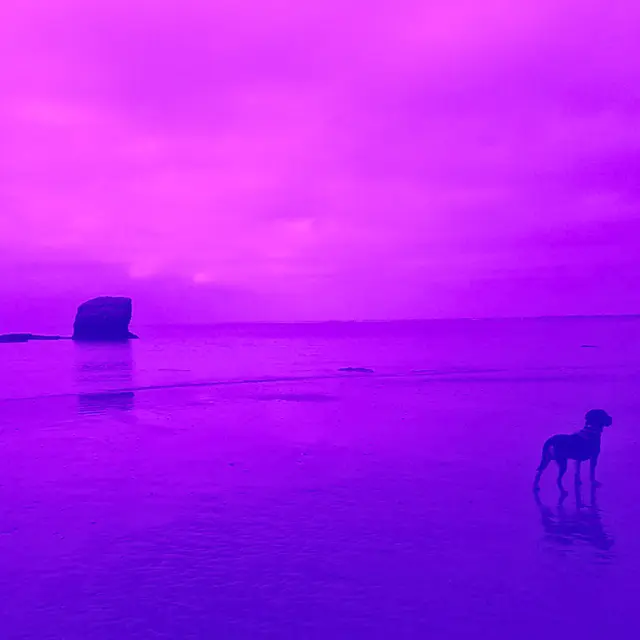 Les chiens ne ressentent pas la honte