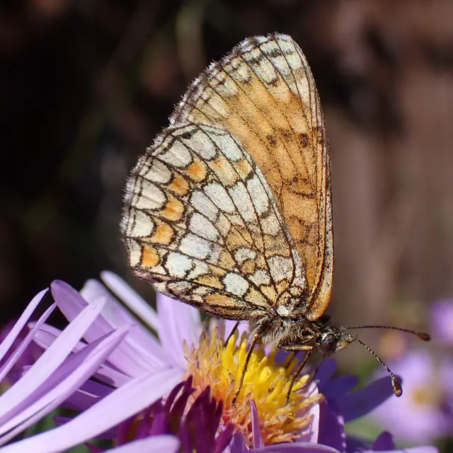 Atelier créatif pour découvrir les papillons_Saint-Étienne-de-Tinée