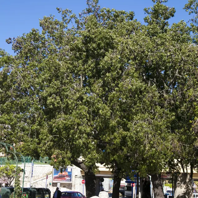 Brachychiton populneus arbre