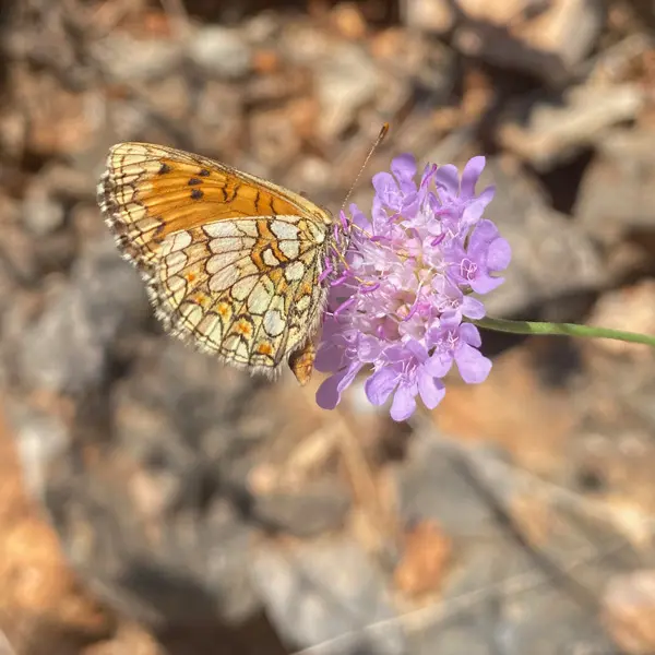 Sortie nature du Muséum : petite faune du Massif de l’Étoile (Marseille)_Marseille