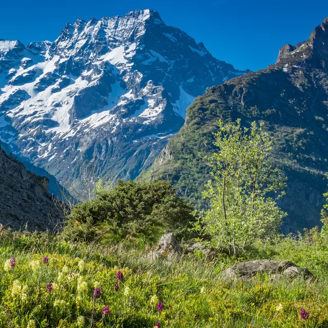 Le Sirac vu de Gioberney Orchis sureau