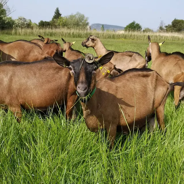 GAEC de la Valière_Orange