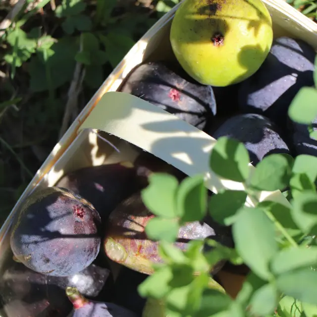 Apéro vigneron “Mi-figue, mi-raisin”