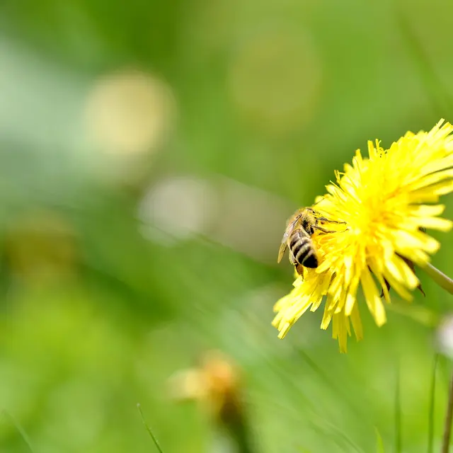 Sentier des abeilles