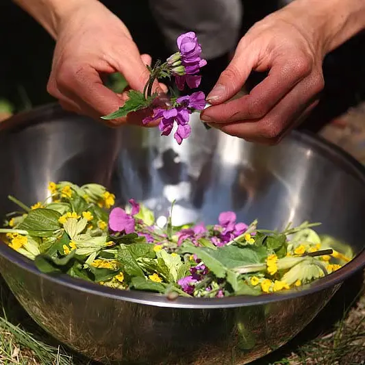 Balade découverte et utilisation des plantes sauvages comestibles et médicinales_Saint-Rémy-sur-Durolle
