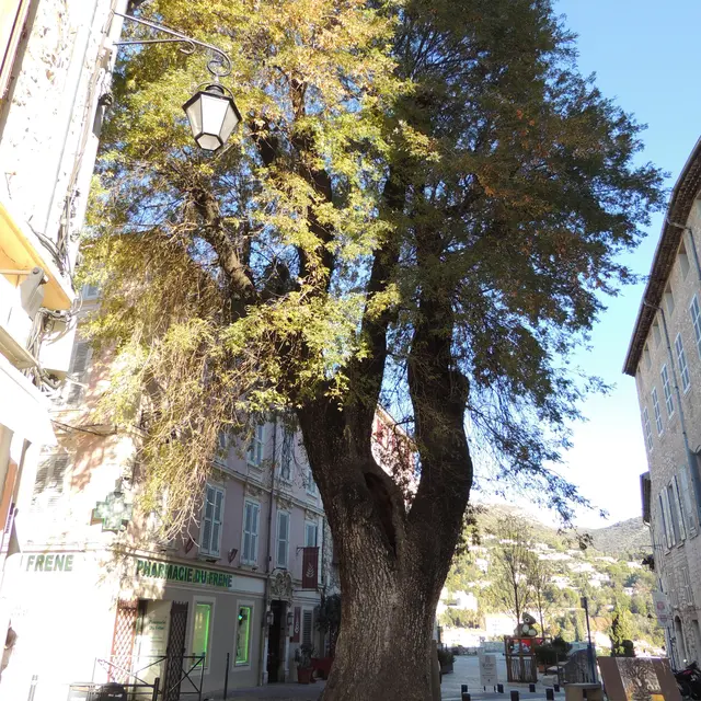 Le Frêne_Vence