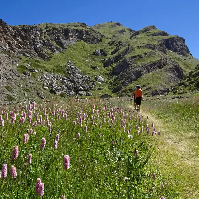 Découvrez les fleurs des Alpes avec le Bureau Montagne_Passy