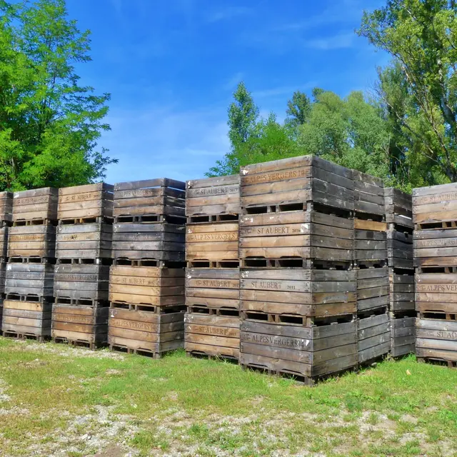 Croquez la pomme des Alpes_Le Caire