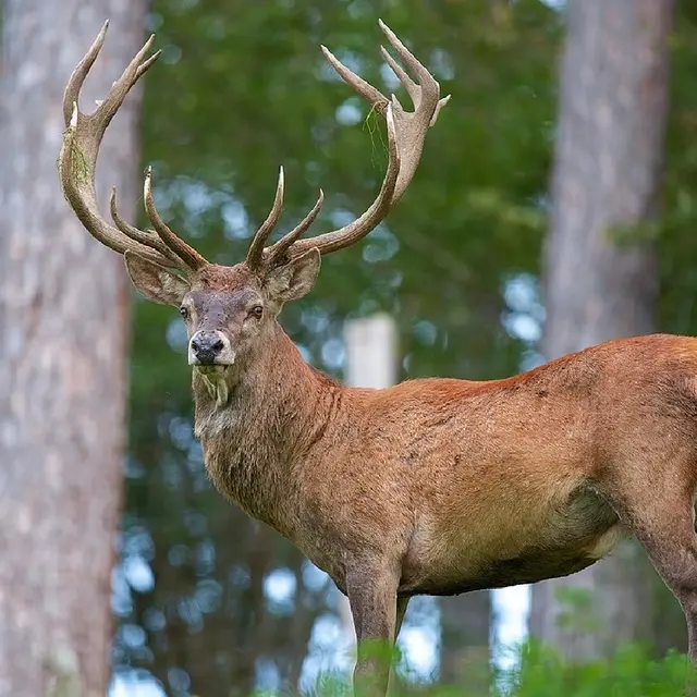 Brame du Cerf