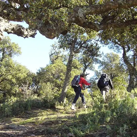 Sentier de découverte à Collobrières