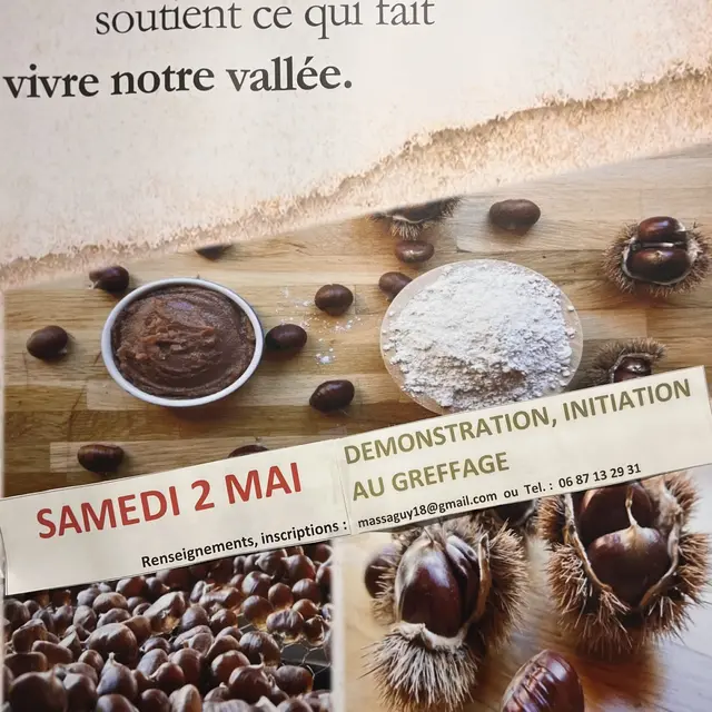 Démonstration et initiation au greffage de chataigniers_Tende