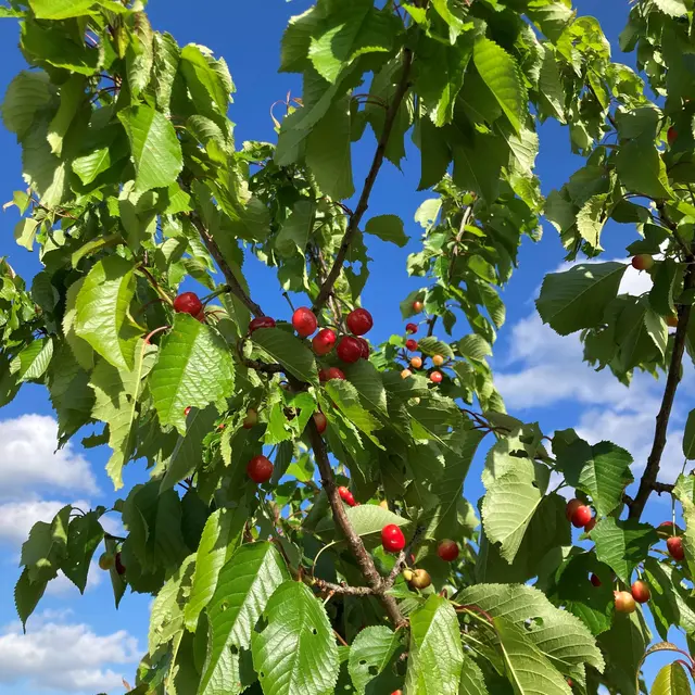 Le jardin de Pépé_Lezoux