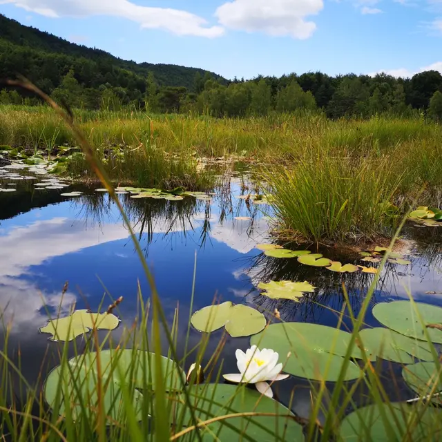Lac de Saint leger