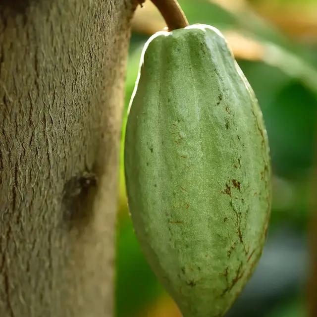 Animation flash Le cacao et ses secrets au Val Rahmeh