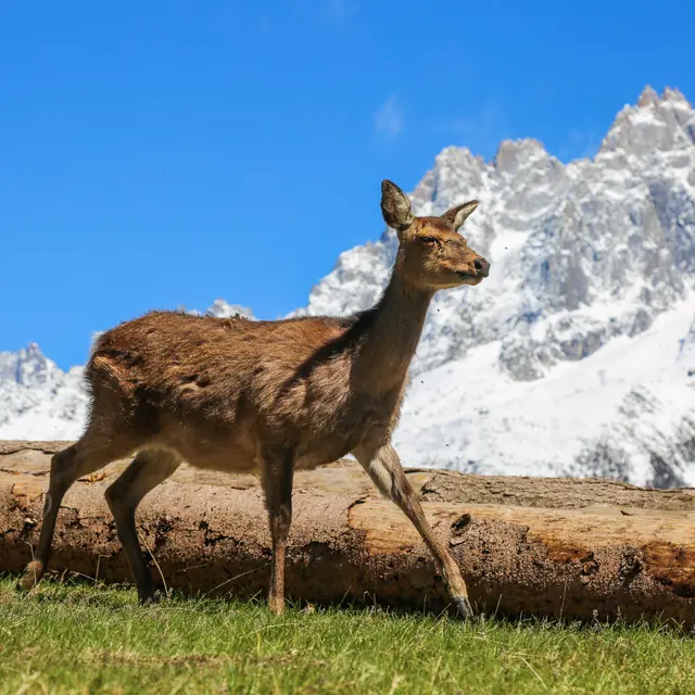 parc animalier merlet - faon