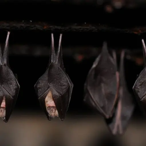 Au cœur de la nuit avec les chauve-souris