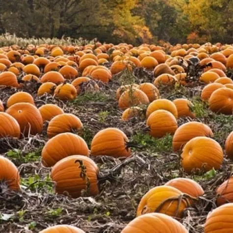 Chasse aux citrouilles_Vence