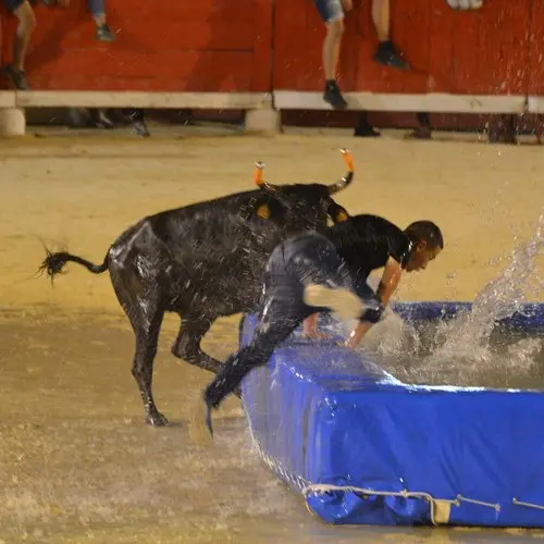 Taureau - piscine et clowns_Saintes-Maries-de-la-Mer