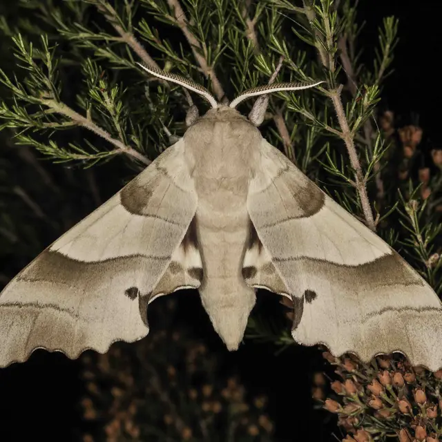 Inventaire photographique des papillons de nuit au Pic Martin_Le Cannet-des-Maures