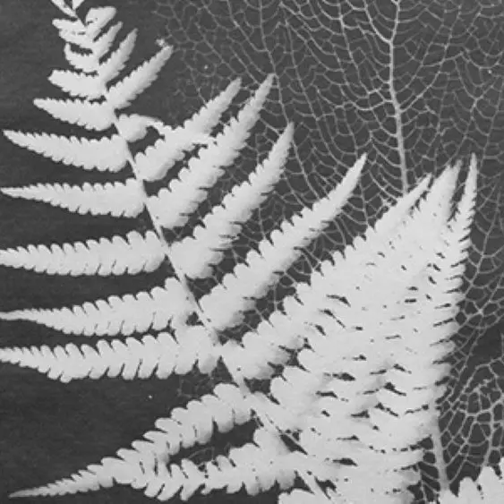 Faveurs de Printemps - Atelier Cyanotype_Hyères