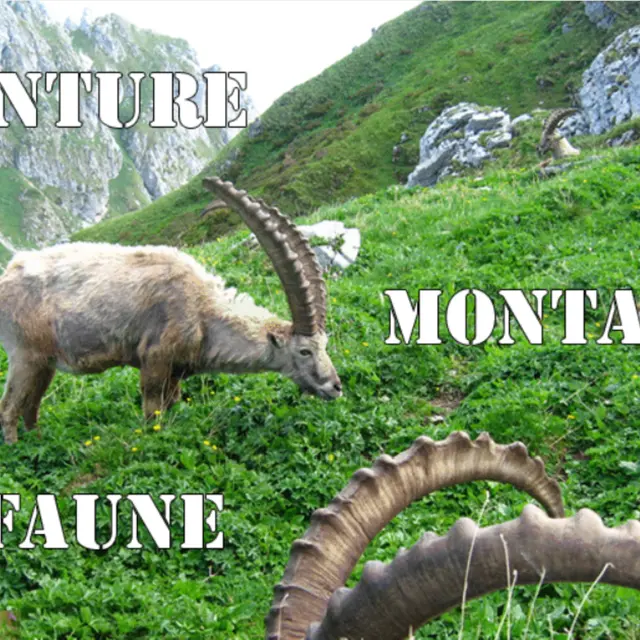 Rando faune_Saxel