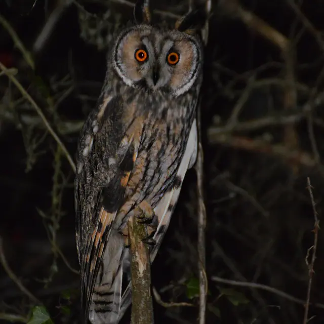 Nuit de la chouette : A la recherche des chouettes de Souclin
