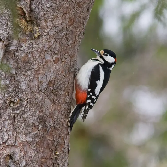 Sortie observation des oiseaux -  LPO_Plateau des Petites Roches