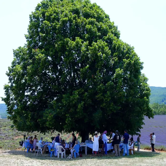 Les Apéros d'Albion - Lavande et Distillation_Simiane-la-Rotonde