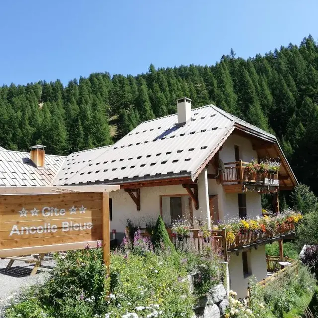 Ancolie Bleue_Abriès-Ristolas