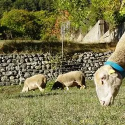 Fromages fermiers de brebis_Château-Arnoux-Saint-Auban