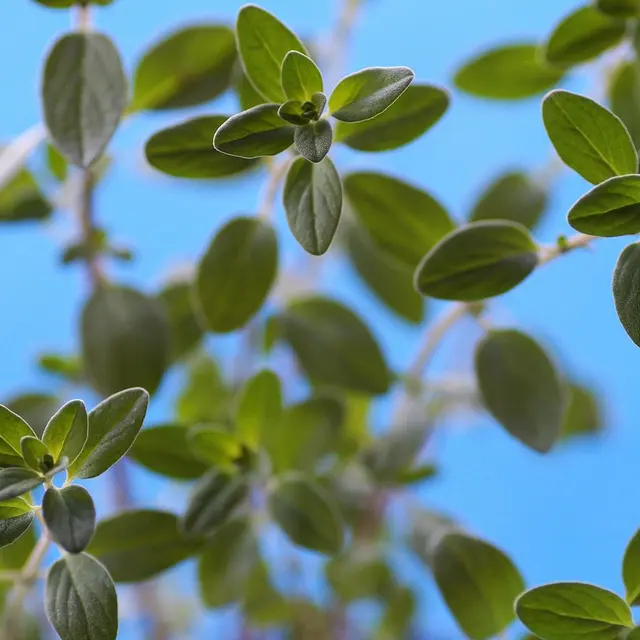 Balade - Les plantes aromatiques_Le Beausset