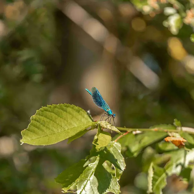 Gravière aux oiseaux - « Petites bêtes et compagnie »_Mably