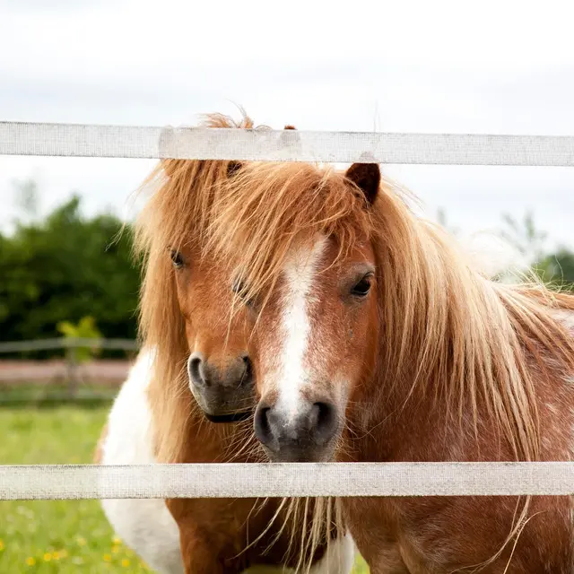 Balade à poneys_Usson-en-Forez