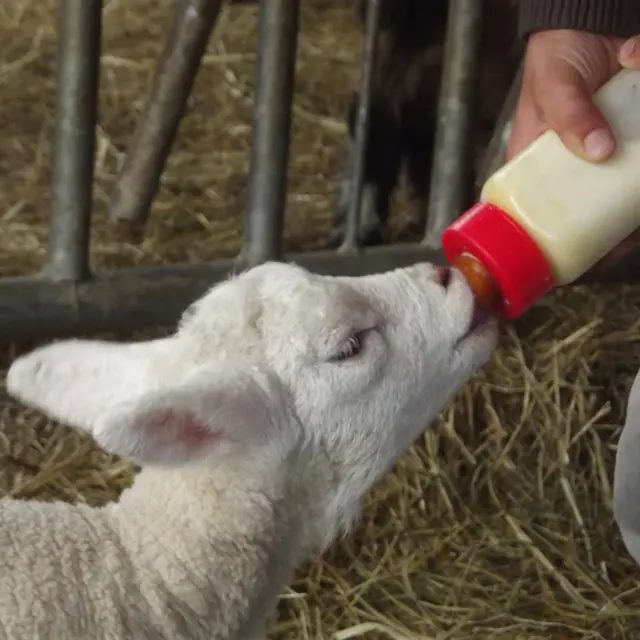 Les animaux des petots bois (3)