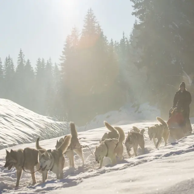 Balade chiens de traîneau à Passy Plaine Joux_Passy