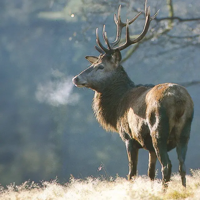 Rando Passion : brame du cerf